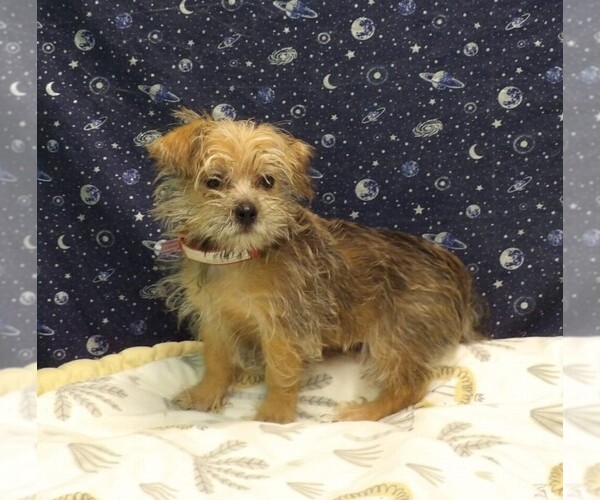 Medium Photo #14 Morkie Puppy For Sale in PATERSON, NJ, USA