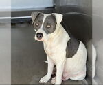 Small #1 American Pit Bull Terrier
