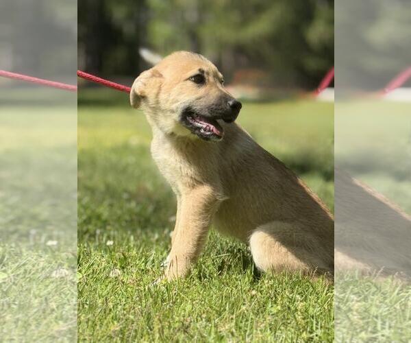 Medium Photo #2 German Shepherd Dog-Great Pyrenees Mix Puppy For Sale in Yardley, PA, USA