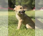 Small #1 German Shepherd Dog-Great Pyrenees Mix