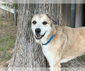 Anatolian Shepherd-Unknown Mix Dogs for adoption in Waco, TX, USA