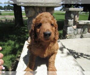 Labradoodle Puppy for sale in HUDSON, MI, USA