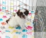 Small #10 ShihPoo