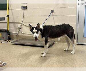Siberian Husky-Unknown Mix Dogs for adoption in Grand Prairie, TX, USA