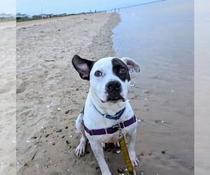 American Pit Bull Terrier-Unknown Mix Dogs for adoption in Virginia Beach, VA, USA