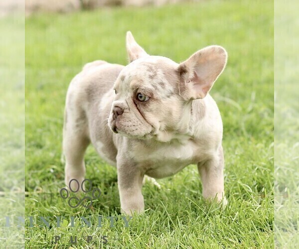 Medium Photo #3 French Bulldog Puppy For Sale in RONKS, PA, USA
