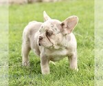 Small #2 French Bulldog