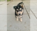 Small Photo #6 Siberian Husky Puppy For Sale in NUEVO, CA, USA