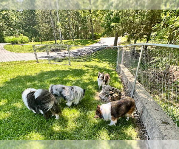 Medium Photo #9 Mutt Puppy For Sale in Wamego, KS, USA