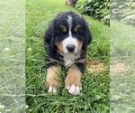 Small #1 Bernese Mountain Dog
