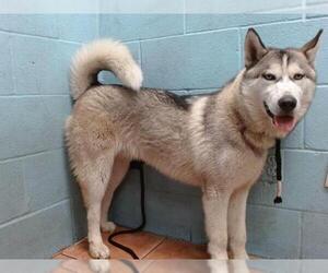Siberian Husky Dogs for adoption in Downey, CA, USA