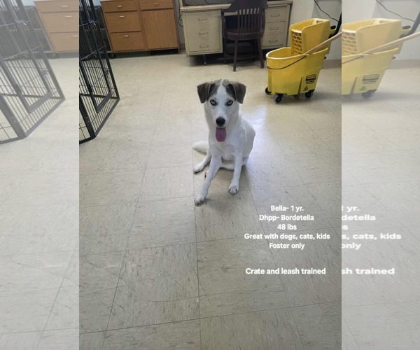 Medium Photo #1 Colonial Cocker Spaniel-Labrador Retriever Mix Puppy For Sale in Plainfield, IL, USA