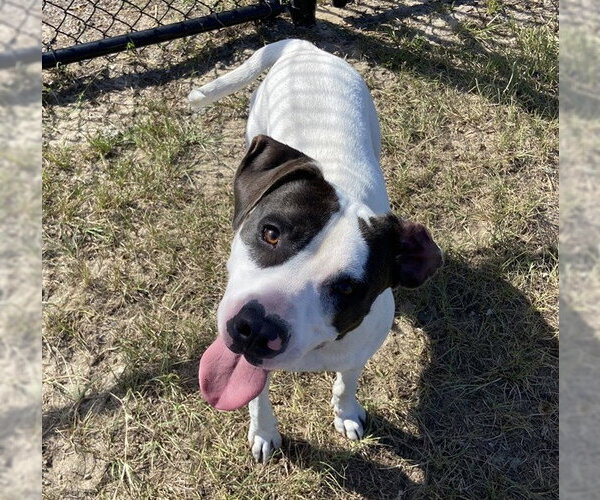 Medium Photo #2 American Pit Bull Terrier-Labrador Retriever Mix Puppy For Sale in Ocala, FL, USA