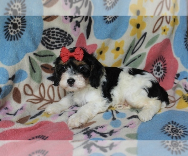 Medium Photo #3 Cavapoo Puppy For Sale in BELDING, MI, USA