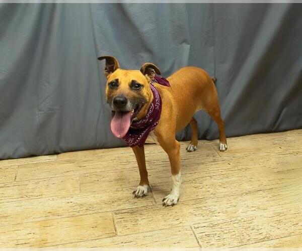 Medium Photo #1 Black Mouth Cur Puppy For Sale in Sanford, FL, USA