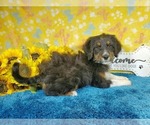Small Photo #20 Bernedoodle-Poodle (Toy) Mix Puppy For Sale in BLACK FOREST, CO, USA