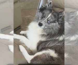 Father of the Pomeranian puppies born on 03/23/2026