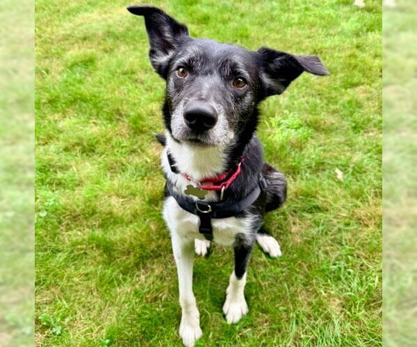 Medium Photo #47 Border Collie Puppy For Sale in Canton, CT, USA