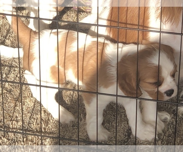 Medium Photo #6 Cavalier King Charles Spaniel Puppy For Sale in RIVERSIDE, CA, USA