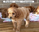 Small #1 Cavapoo