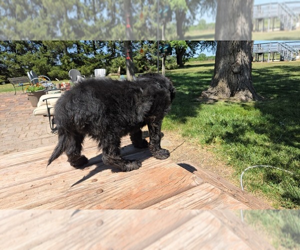 Medium Photo #6 Goldendoodle Puppy For Sale in LEON, KS, USA
