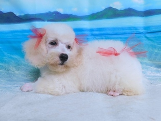 Poodle (Toy) Puppy for sale in HAMMOND, IN, USA