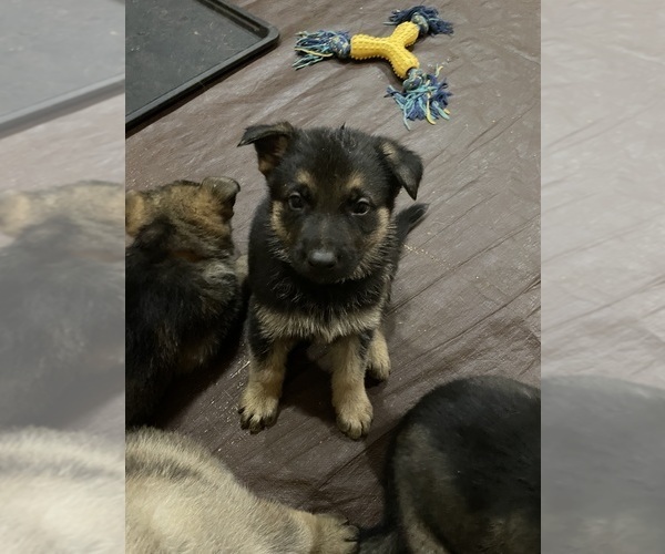 Medium Photo #7 German Shepherd Dog Puppy For Sale in MADISON HEIGHTS, VA, USA