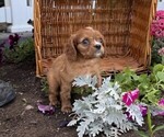 Small #4 Cavalier King Charles Spaniel