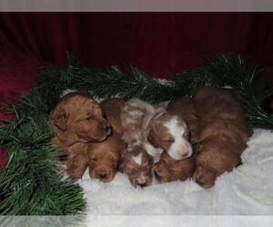 Goldendoodle (Miniature) Puppy for sale in NEW HOLLAND, PA, USA