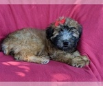 Small Photo #6 Soft Coated Wheaten Terrier Puppy For Sale in LANCASTER, PA, USA