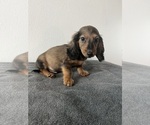 Small Photo #1 Dachshund Puppy For Sale in DAYTONA BEACH, FL, USA