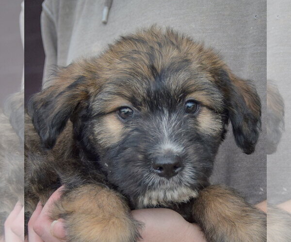 Medium Photo #6 Mutt Puppy For Sale in Huntley, IL, USA