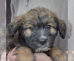 Small #5 Mutt
