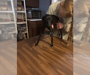 Italian Greyhound Puppy for sale in STILLWATER, OK, USA