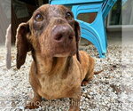 Small #13 Dachshund
