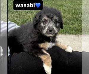 Australian Shepherd-Unknown Mix Dogs for adoption in Aurora, IN, USA