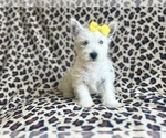 Small West Highland White Terrier
