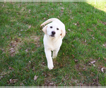 Small #1 Labrador Retriever
