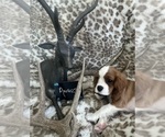 Small #8 Cavalier King Charles Spaniel