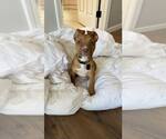 Small #1 Mutt