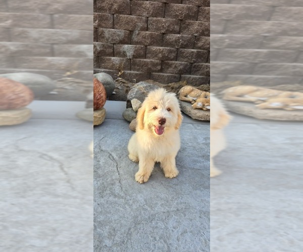 Medium Photo #3 Double Doodle Puppy For Sale in HESPERIA, CA, USA