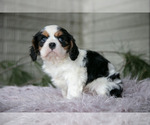 Small #1 Cavalier King Charles Spaniel