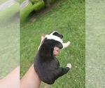 Small Photo #11 American Bully Puppy For Sale in SAINT ALBANS, WV, USA