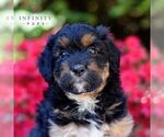 Small #3 Aussiedoodle Miniature 