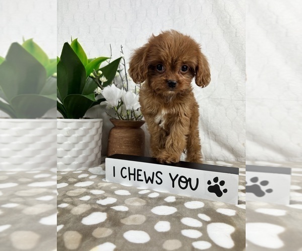 Medium Photo #5 Cavapoo Puppy For Sale in INDIANAPOLIS, IN, USA