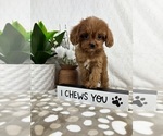 Small #4 Cavapoo