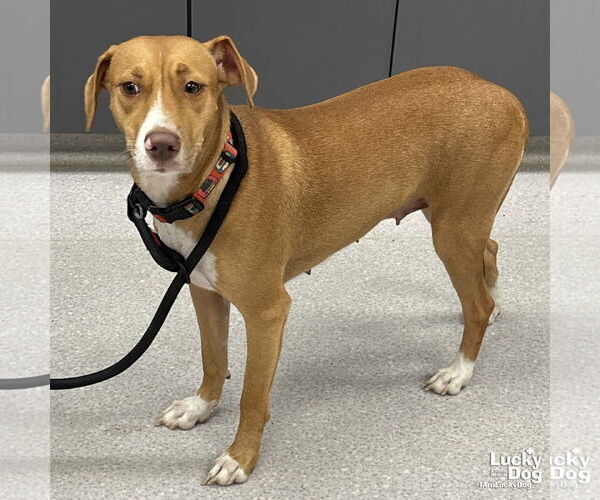 Medium Photo #4 Retriever -Unknown Mix Puppy For Sale in Washington, DC, USA