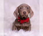 Small Photo #52 Dachshund Puppy For Sale in WARSAW, IN, USA
