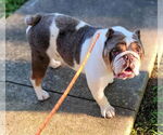 Small #12 Bulldog Mix