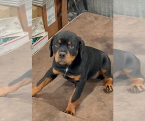 Rottweiler Puppy for sale in ARVERNE, NY, USA